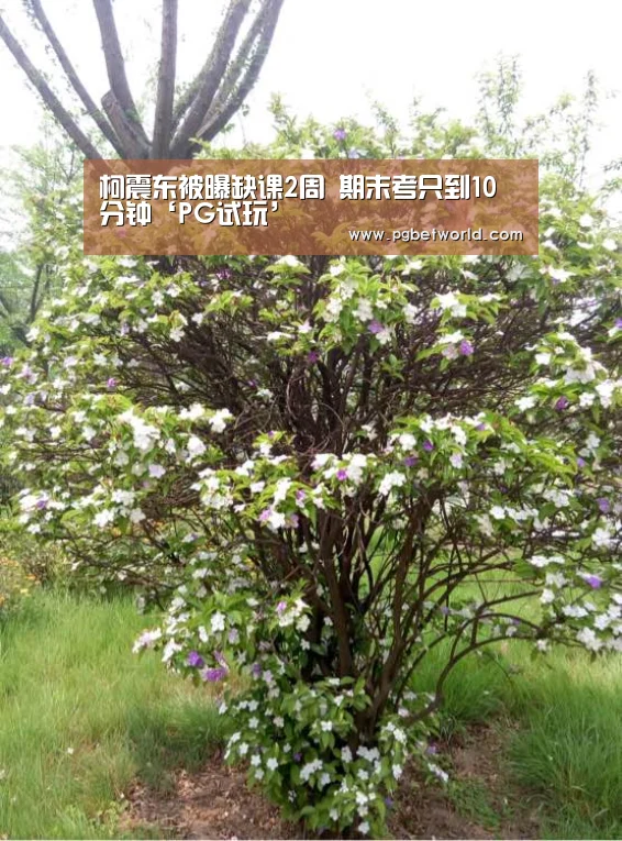 PG地址